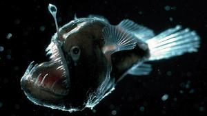 Deep sea anglerfish (Monterey Bay Aquarium, E. Widder/ORCA).