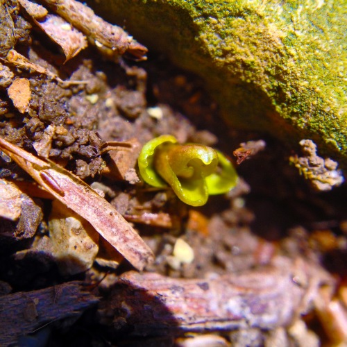 Before I move the rock at all, I look around to see what I can see, in case my investigations destroy something interesting. This isa tiny sprout, pushing up under one edge of the rock.